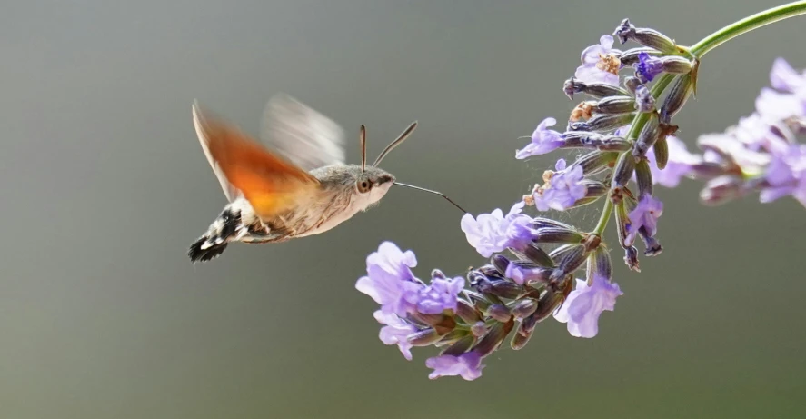 a hummingbird flying next to a small purple flower