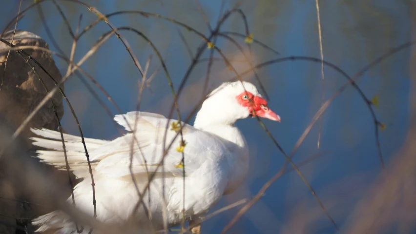 two white and red birds are perched on the nches