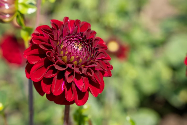 this po is of the red flower head of an oriental