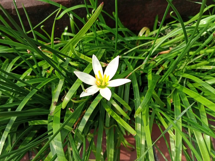 a very close up s of a flower