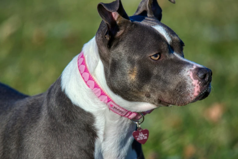 a dog wearing a pink and white collar with a tag around his neck