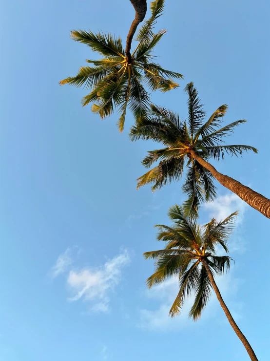 the top of several trees with three flying birds on it