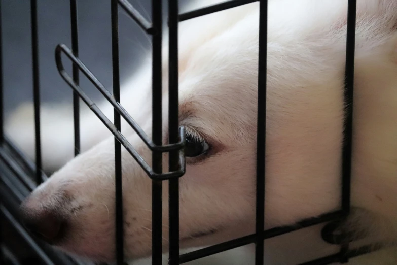 a white dog in a cage with his head out