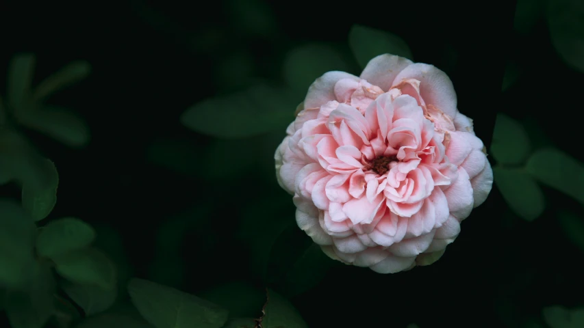 a pink flower with green leaves is in the dark