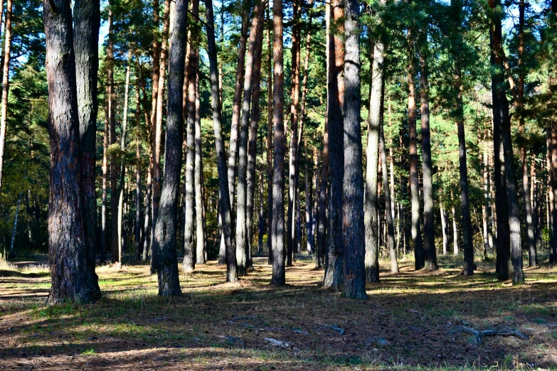 a forest filled with tall pine trees covered in sunlight