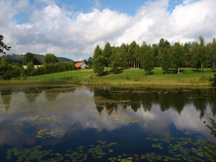 a pond with lily padding next to the grass on a sunny day