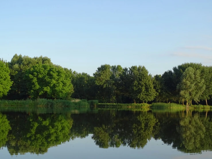 there is a small body of water near trees