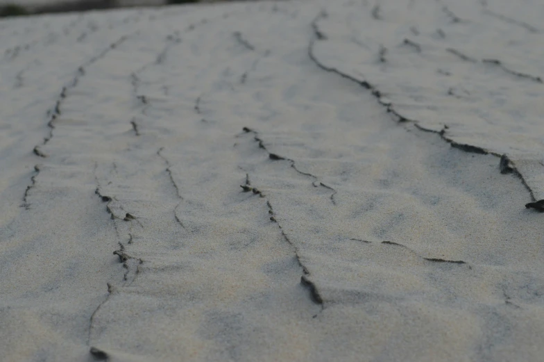 sand, with s and small leaves on it