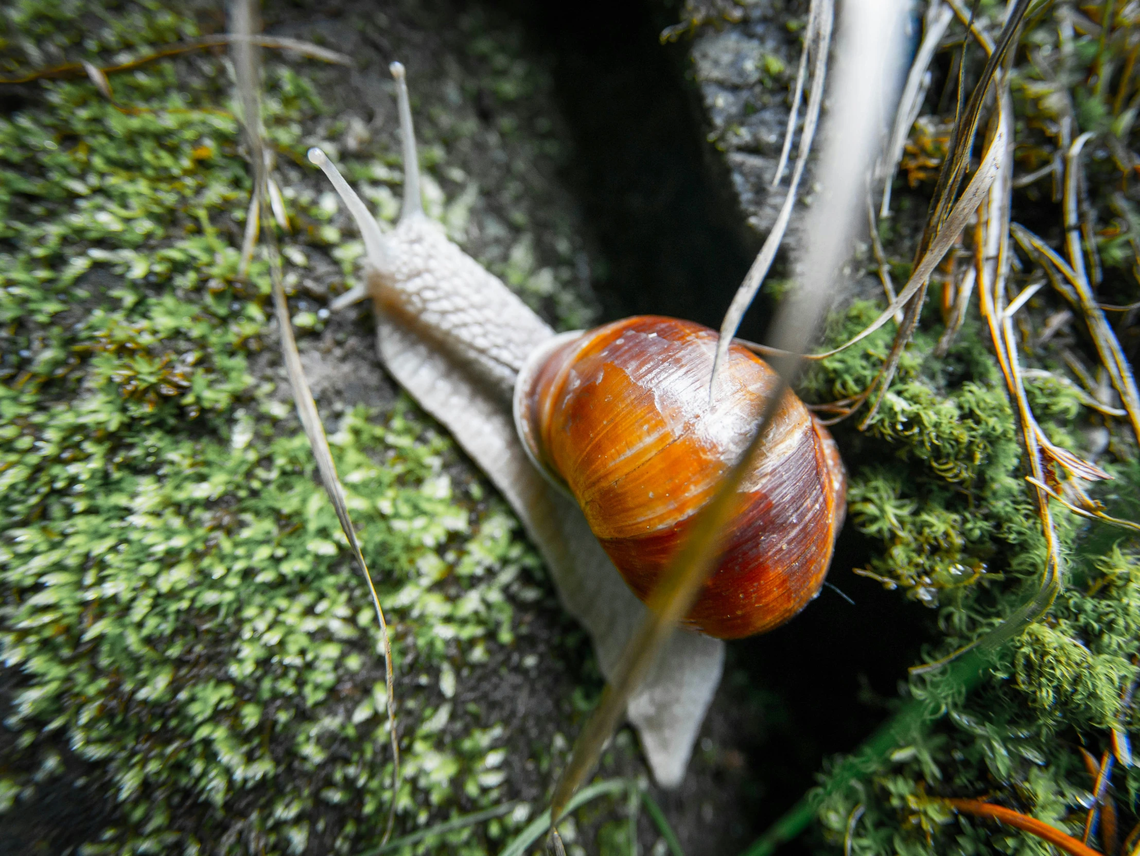a large snail is sitting on a moss covered nch