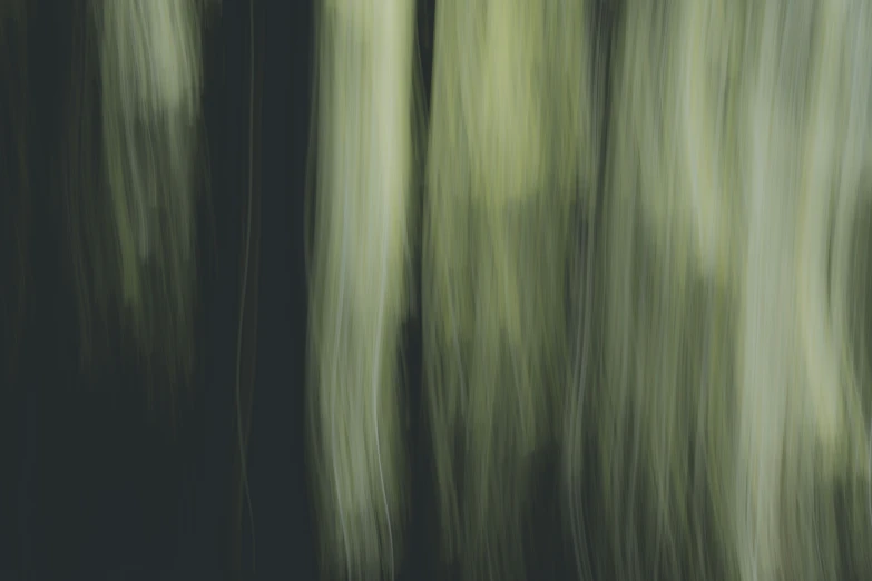 an abstract image with trees as backdrop