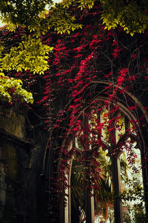 some kind of building with an arched window and vines