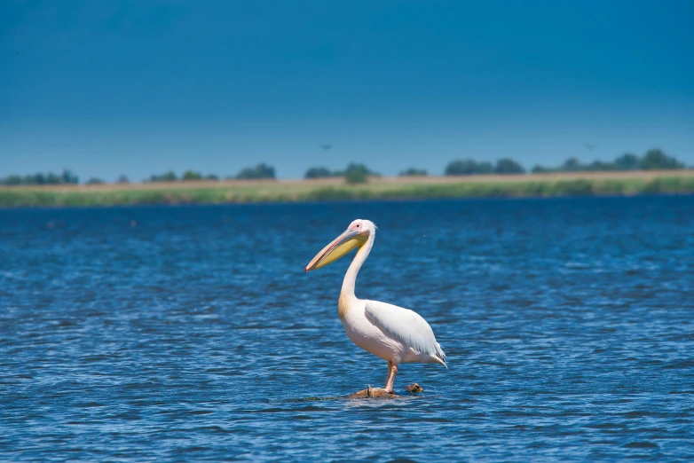 a very large pretty bird in the water