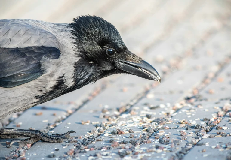 a large bird with black feathers looking down