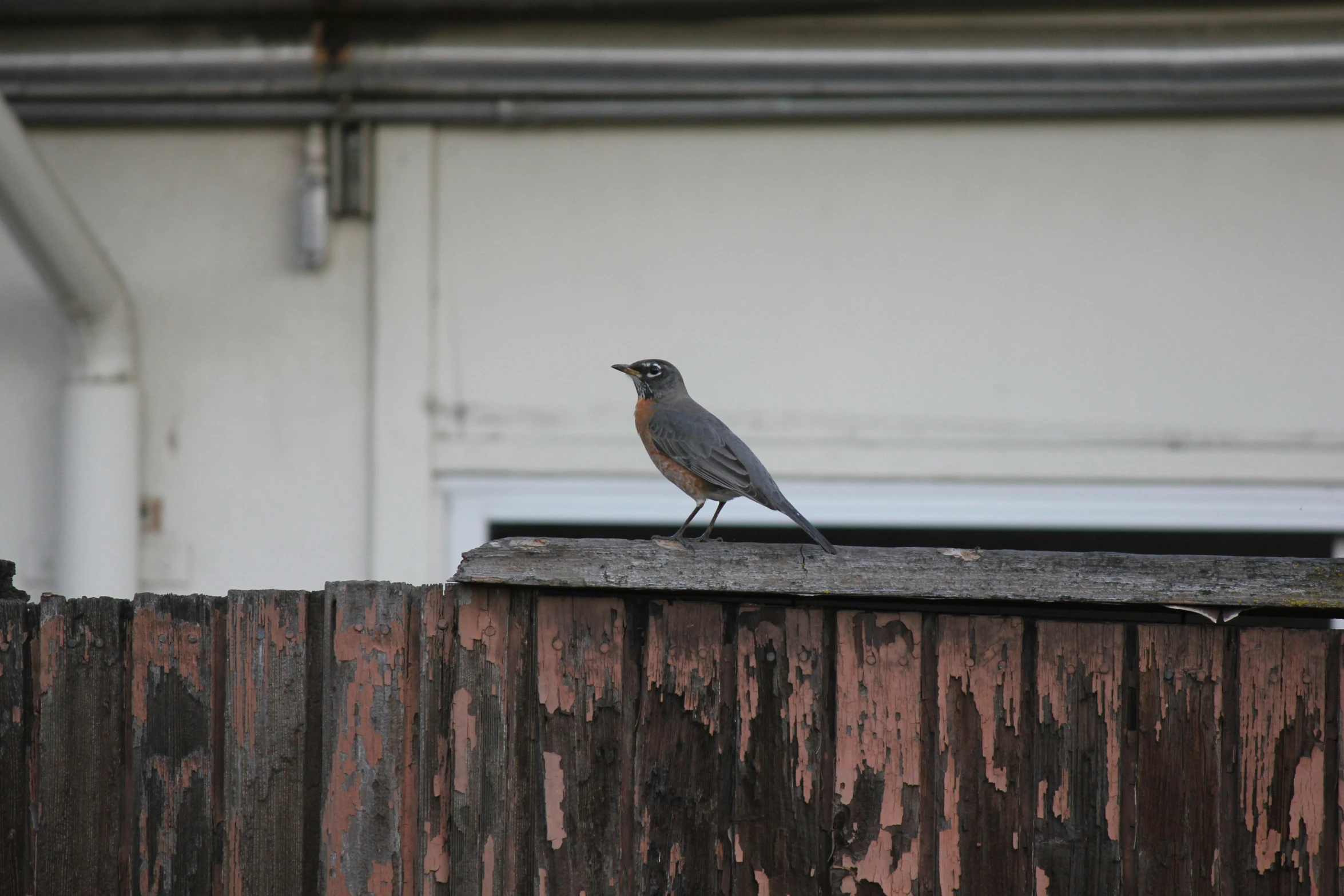 a small bird sits on top of the wooden fence