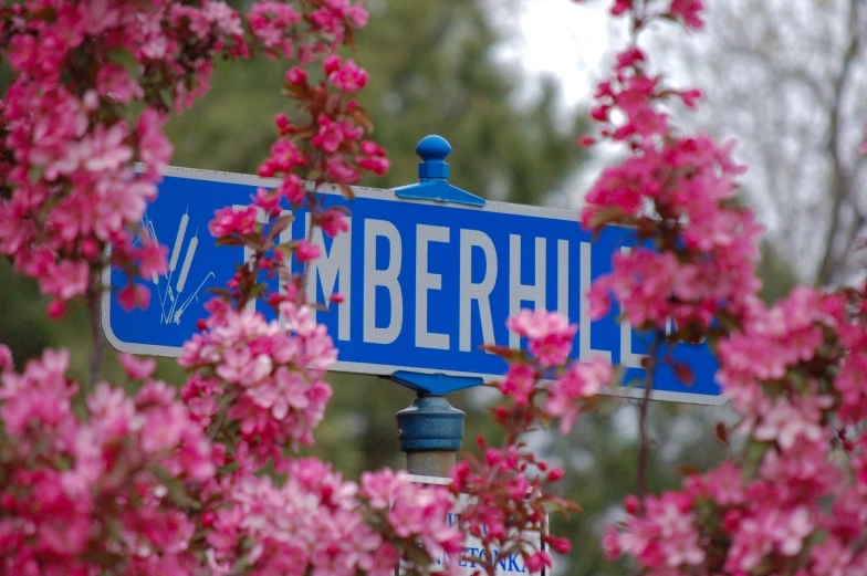 the blue street sign is under some pink flowers