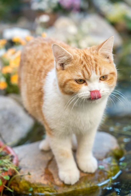 an orange and white cat standing on some rocks