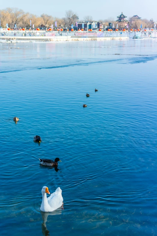 the ducks are enjoying their time in the blue lake