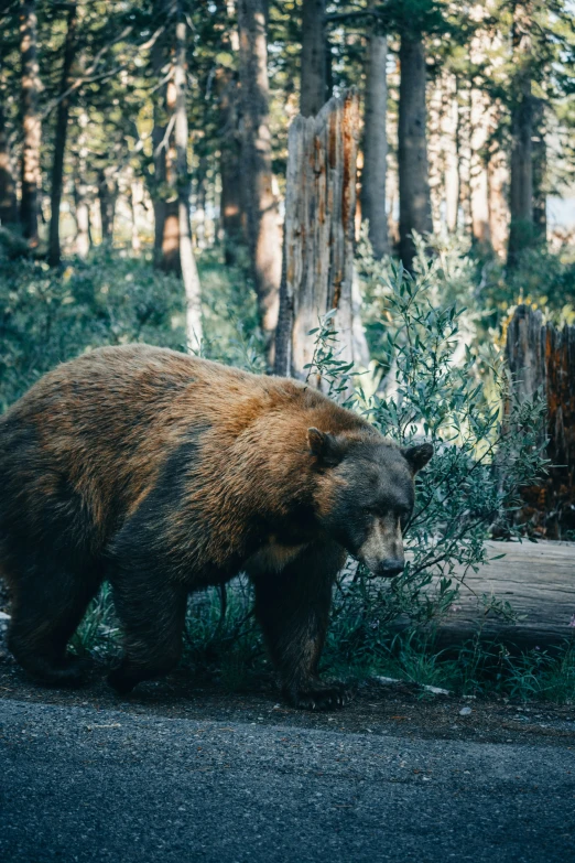 a bear eating some plants in the forest