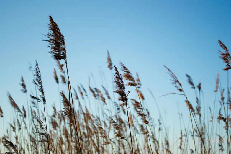 the top of an assortment of grass blowing in the wind