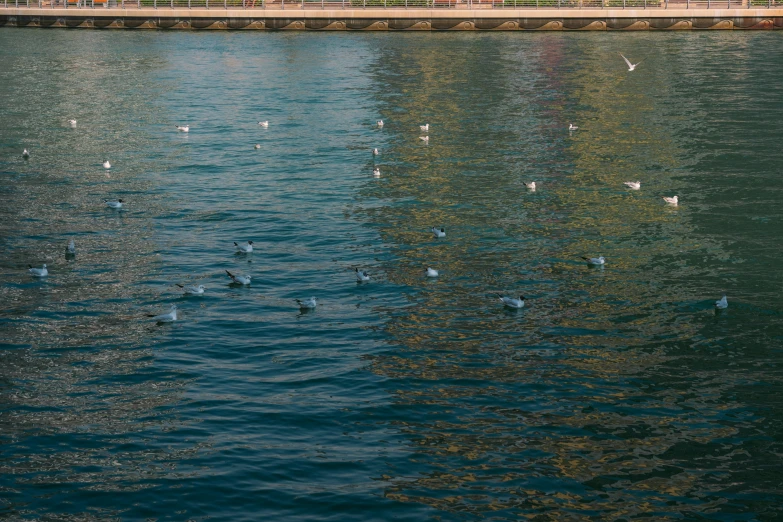 ducks on the water surrounded by stone fencing