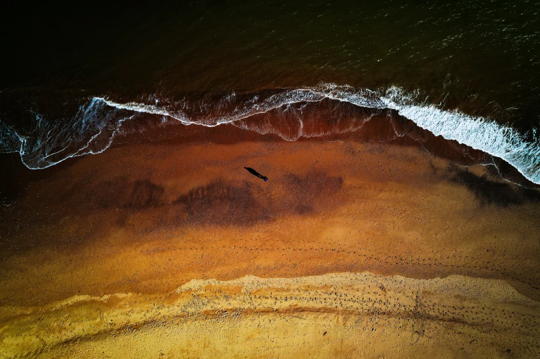 a very small bird sits on the sand next to the ocean