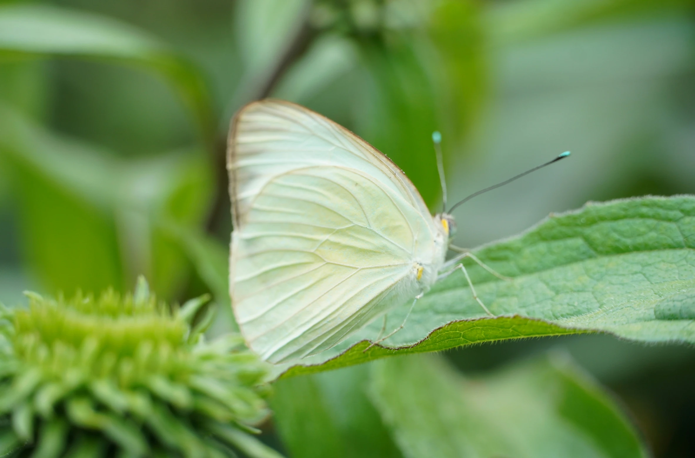 the white erfly is resting on a green leaf