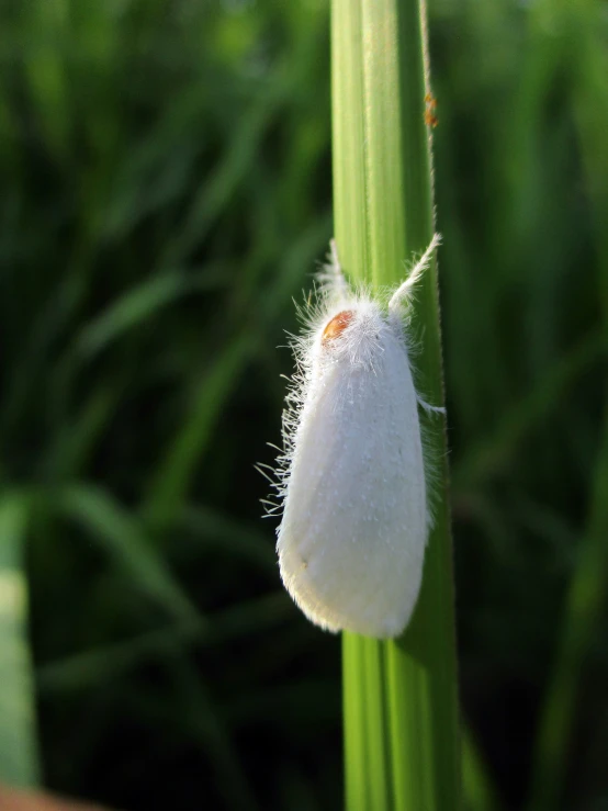 the grasshopper is growing on the end of it's blade