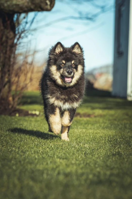 this puppy runs fast through a field and looks at the camera