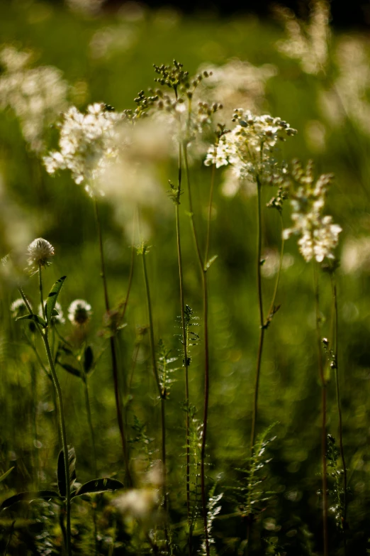 green grass and flowers are in the sunlight