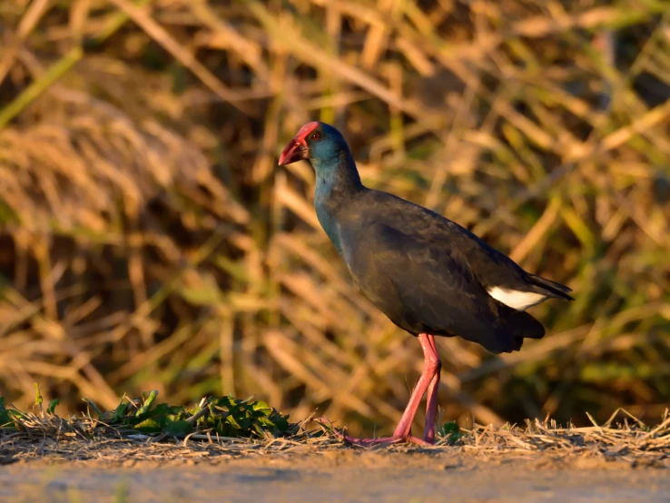 a blue and grey bird is on some grass