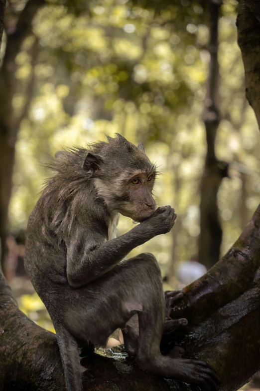 a little monkey sitting on top of a tree