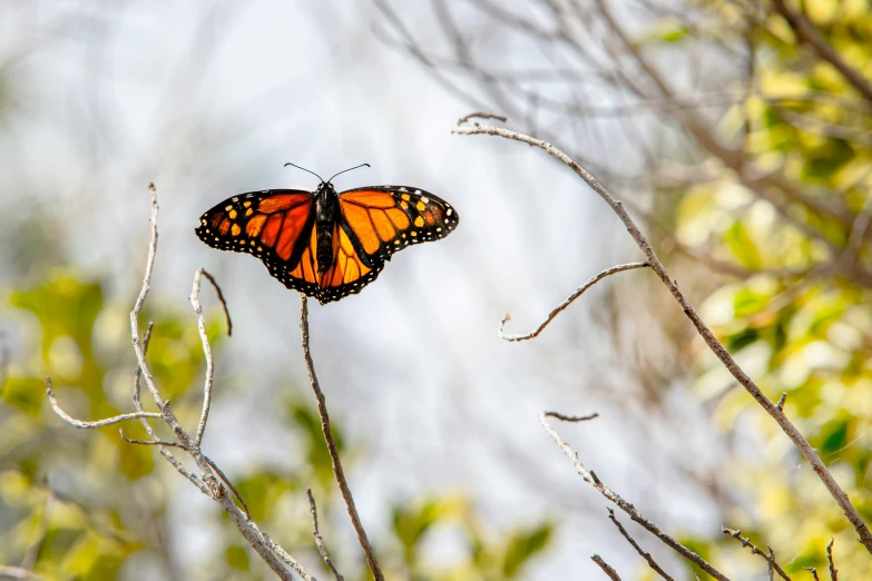 an orange erfly sitting on top of a leaf covered tree