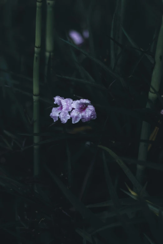 a purple flower sitting in the middle of a forest