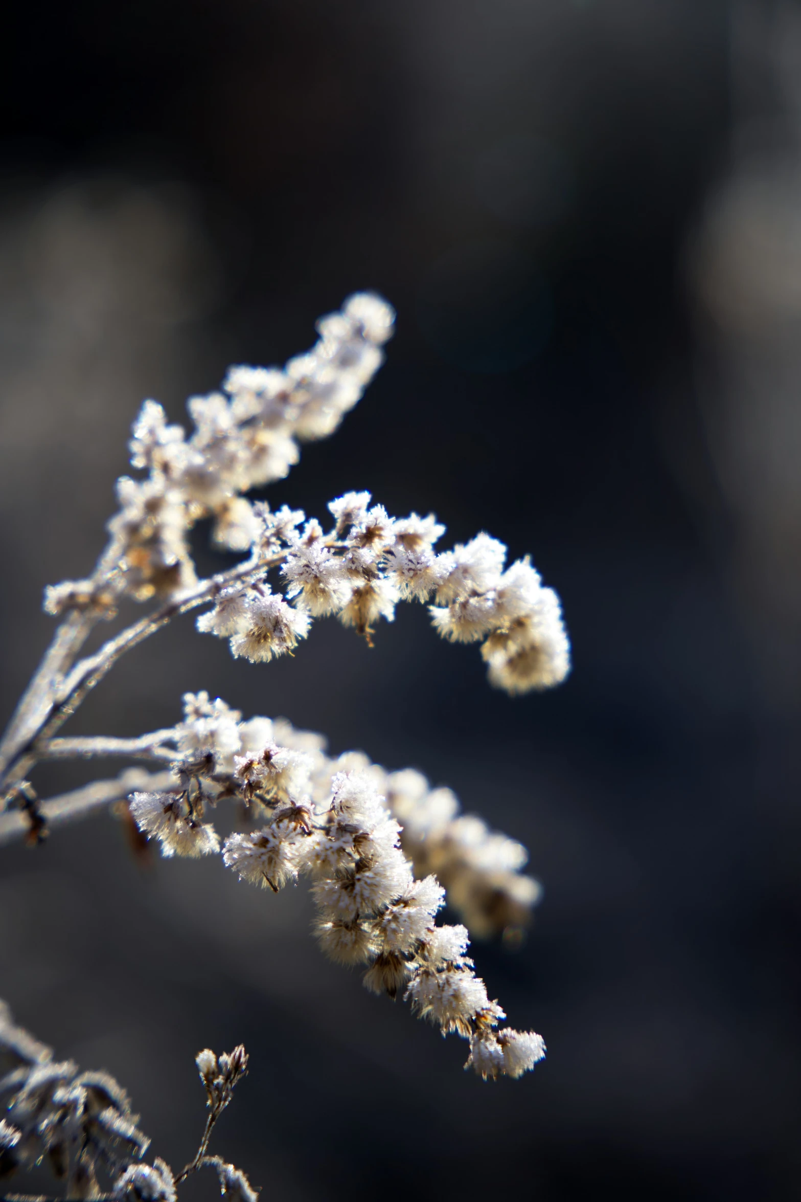 flowers are covered in frost on the stem