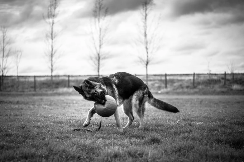 black and white po of a dog with a ball