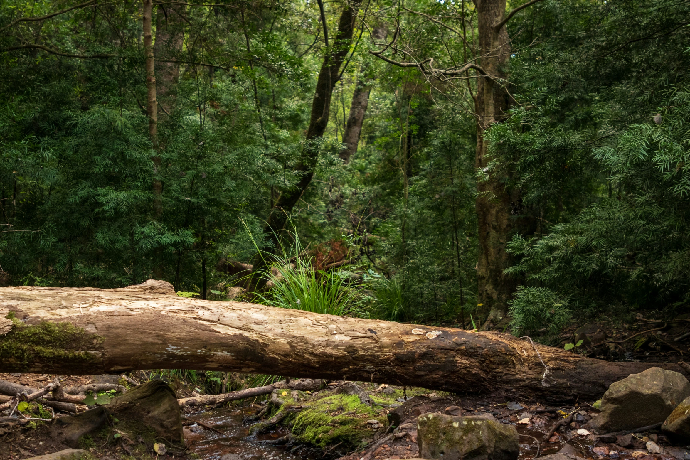 the forest has fallen trees in it and some rocks and grass