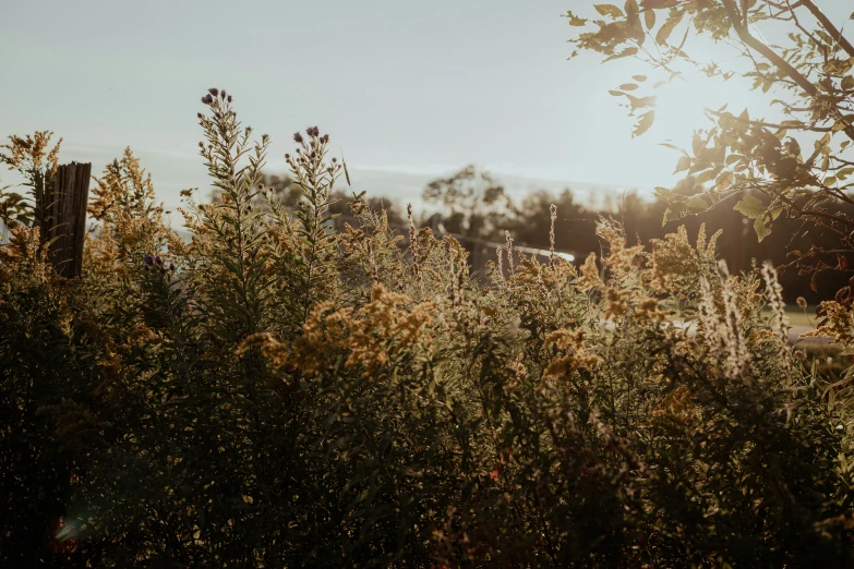 sunbeams shine brightly above the leaves on trees