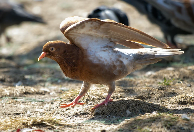 a bird standing on the ground and stretching