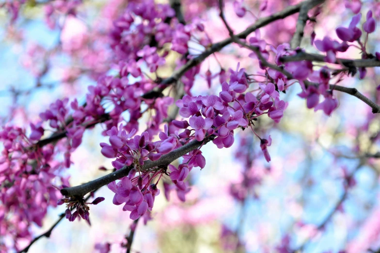 a close up picture of pink flowers on a tree nch