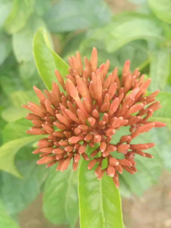 a flower on a plant covered in water drops