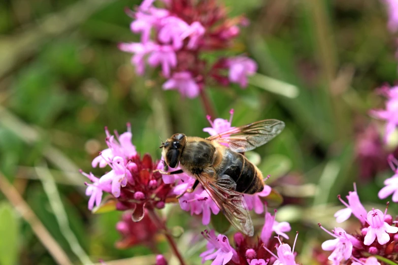 a bee is sitting on purple flowers with green stems