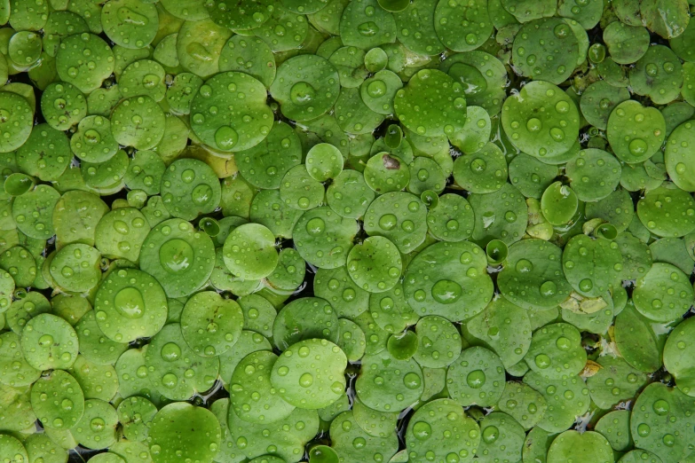 a close up image of leaves with water droplets on them