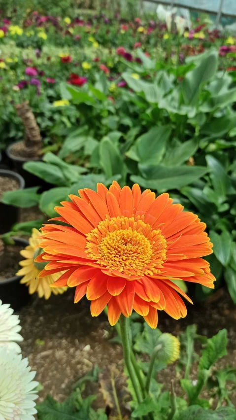 the large orange flower is in the foreground, on the green plants behind it