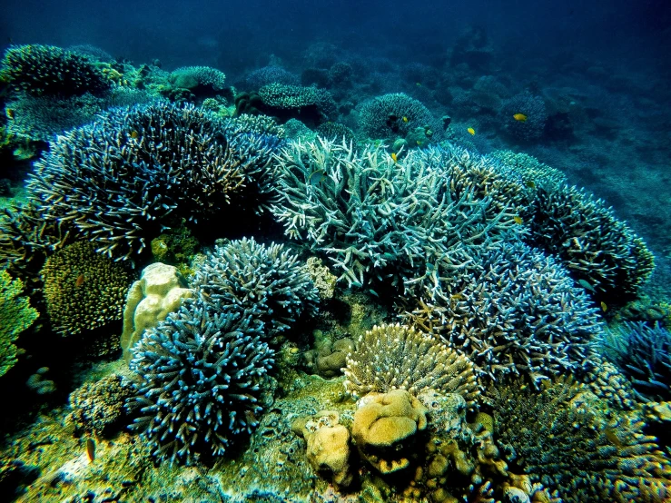 a lot of blue corals with green algae in the sea