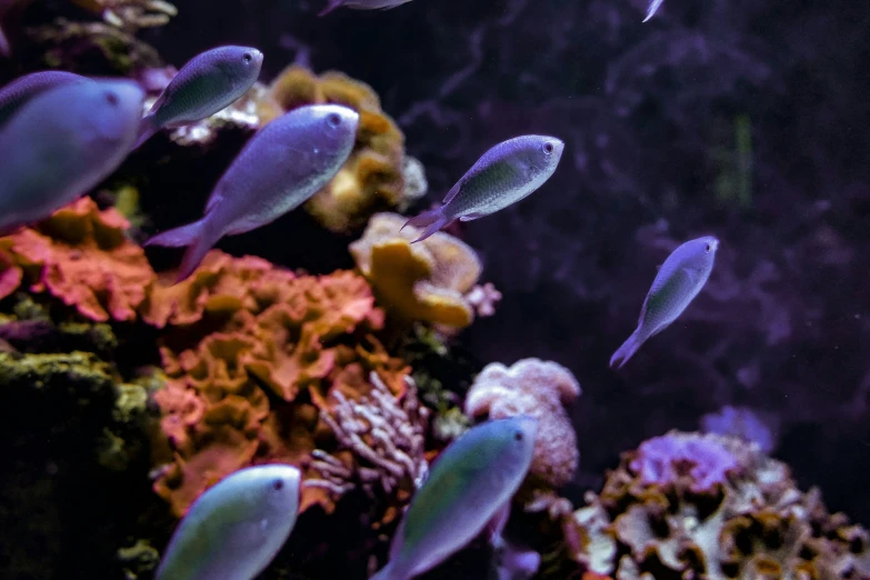 an aquarium scene with blue fish and some coral