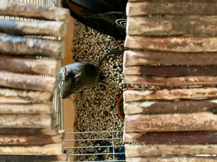 the bird is perched on the cage in the building