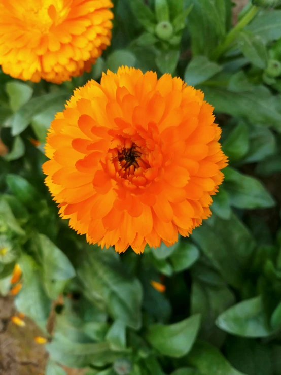 an orange flower sits next to another orange flower