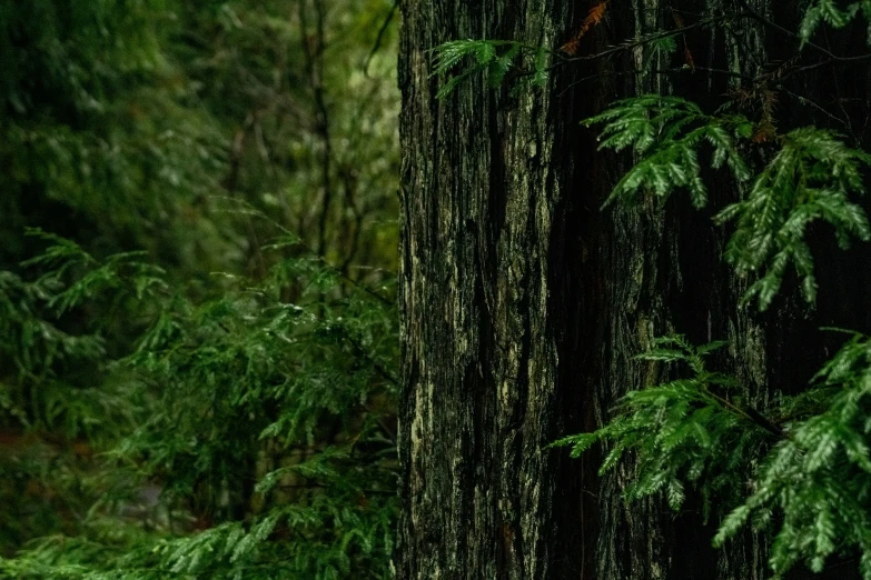 a blurry pograph of two animals standing in a forest