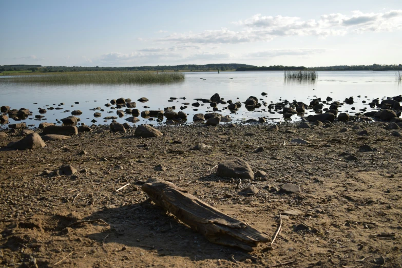 a log is lying on the sand by the water