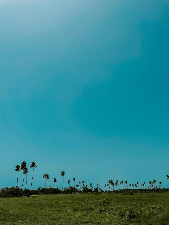 the sky is almost empty with many palm trees in front